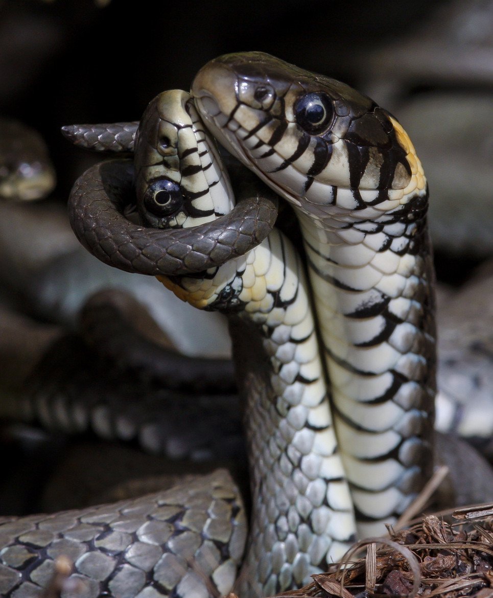 Королевская Кобра гамадриад