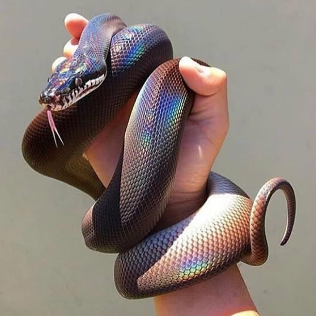 Радужный белогубый питон