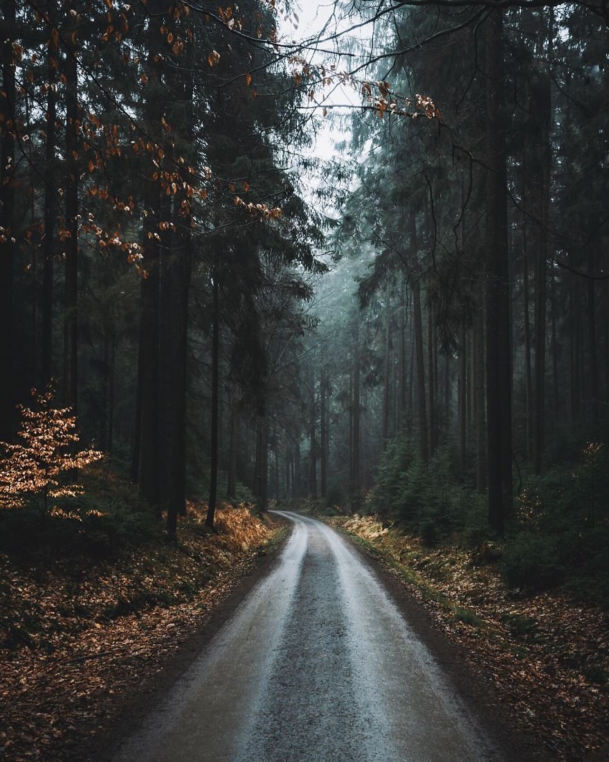 Трасса в лесу