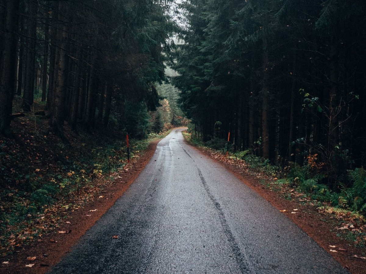 Лес возле дороги