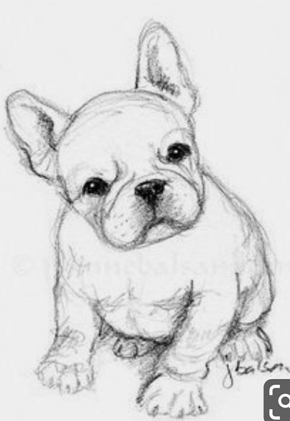 Собака французский бульдог