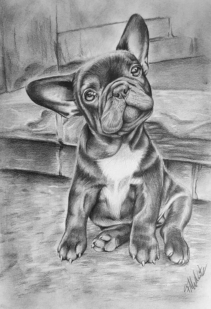 Бульдог эскиз