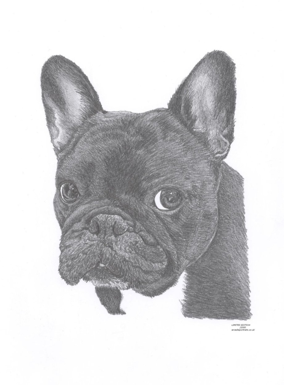 Французский бульдог иллюстрация флэт