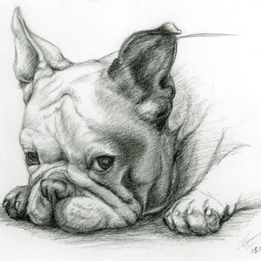 Нарисовать французского бульдога карандашом
