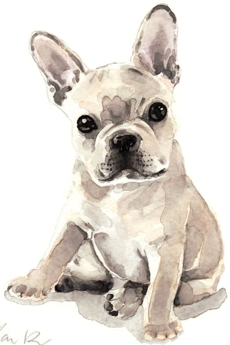 Строение черепа французского бульдога