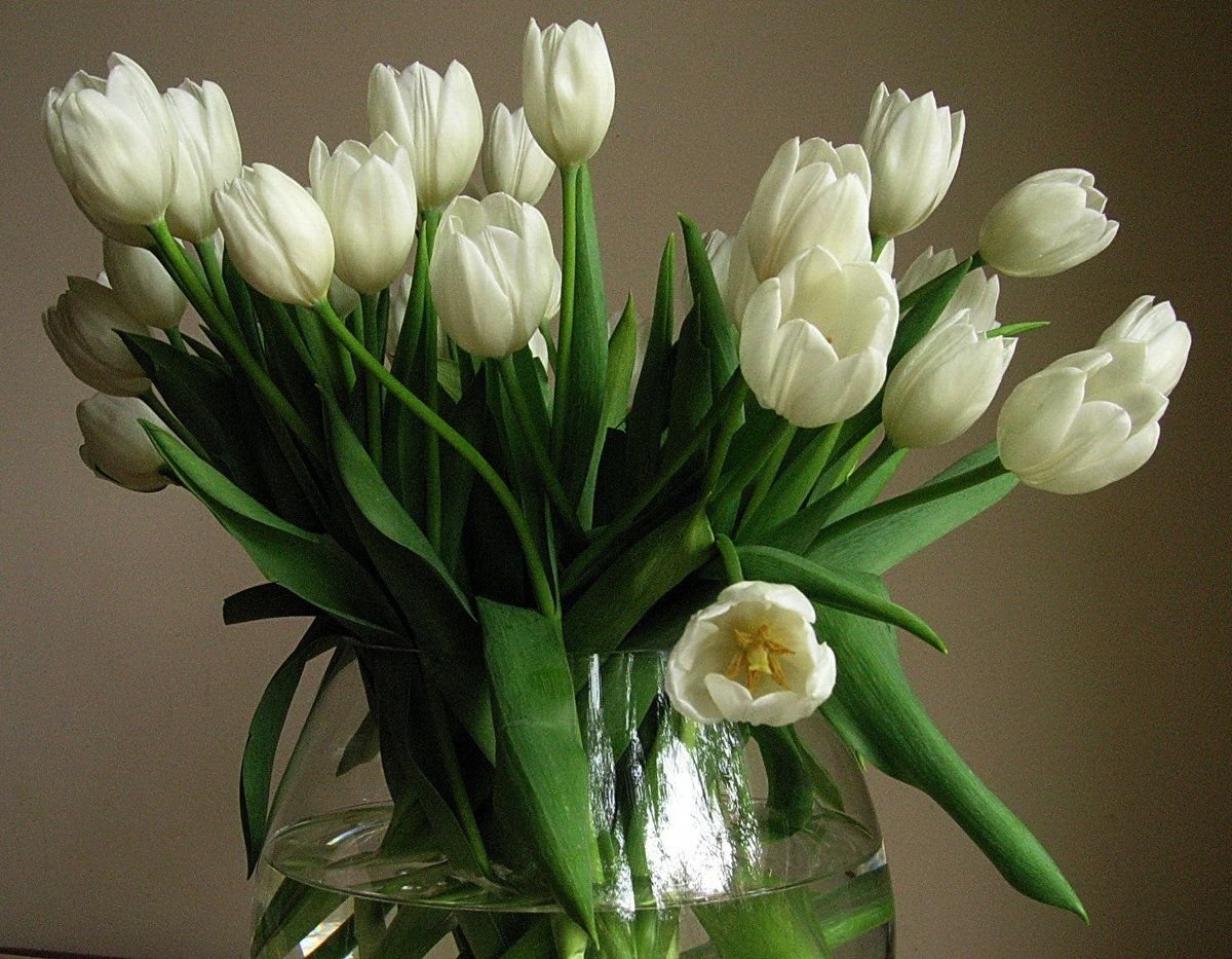 Мелкоцветные тюльпаны