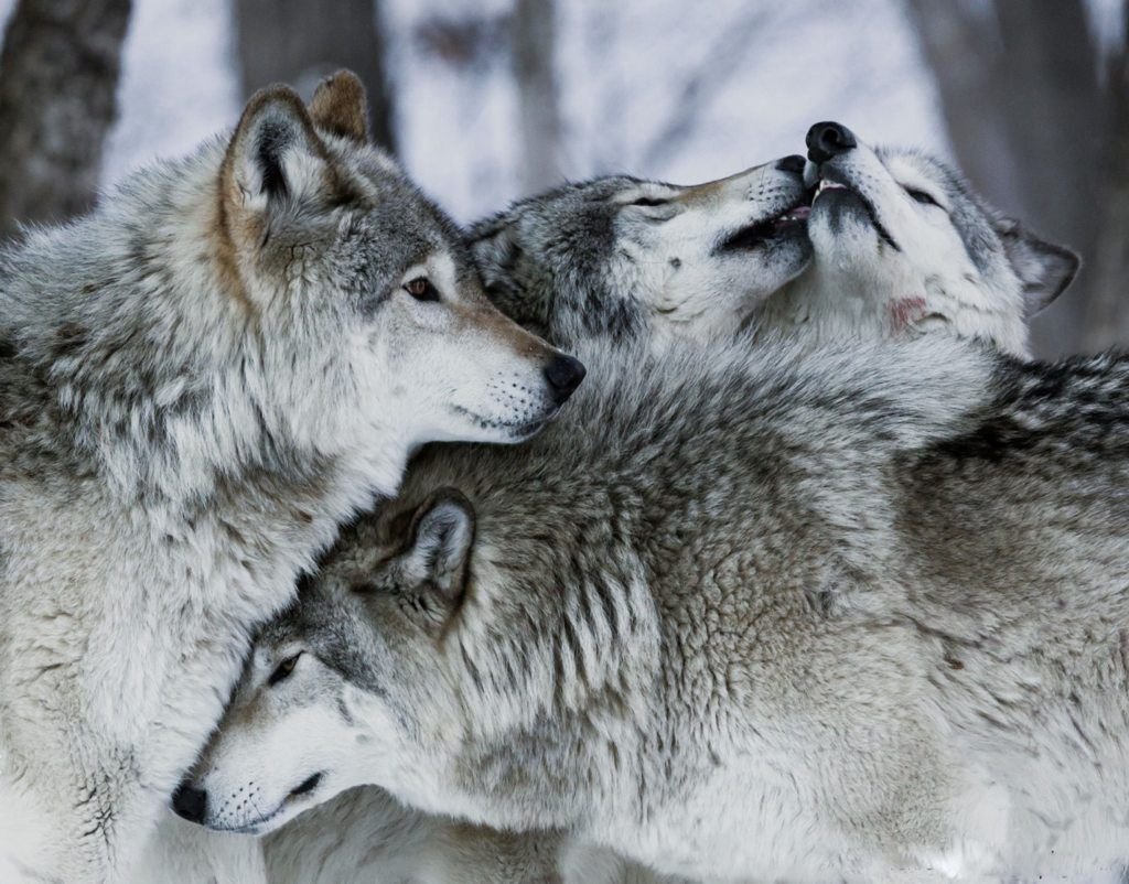 Алмазная живопись набор алмазной вышивки Инь и Янь (аж-1402) 50х40 см