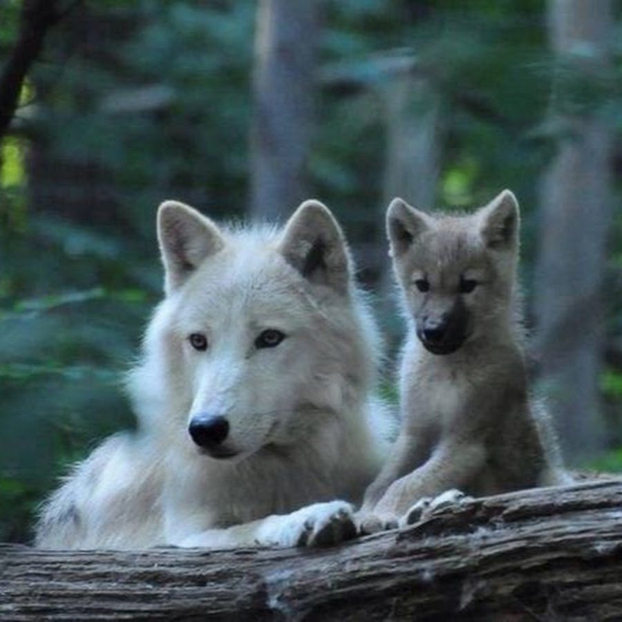 Стая Волков