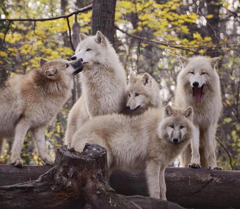 Алмазная мозаика "волк"