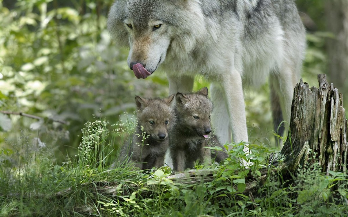 Семья волков картинки