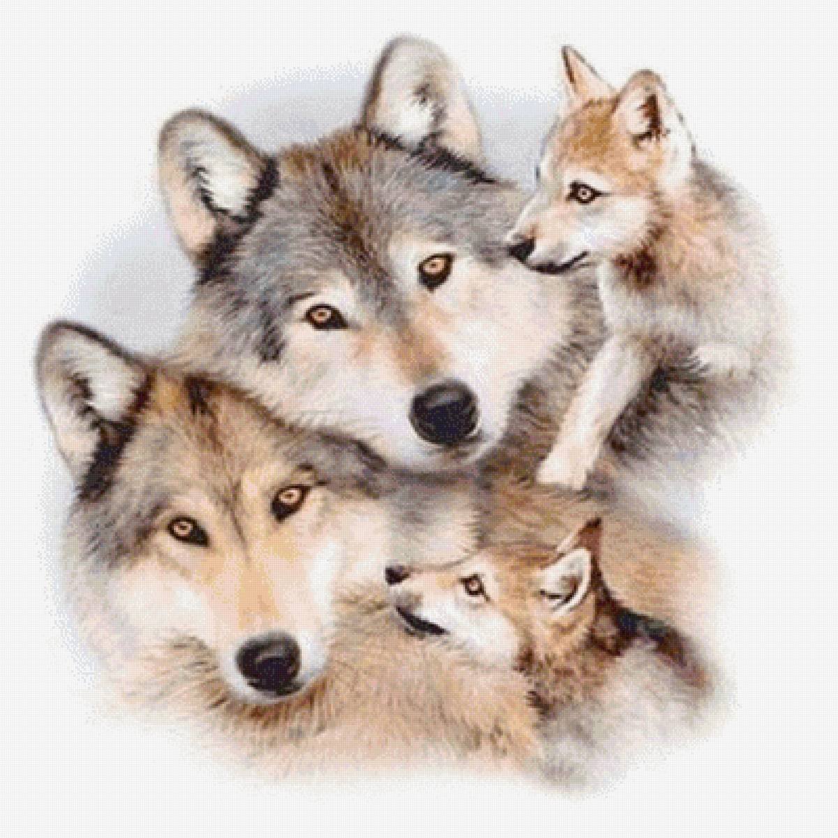 Волк волчица и Волчонок вектор