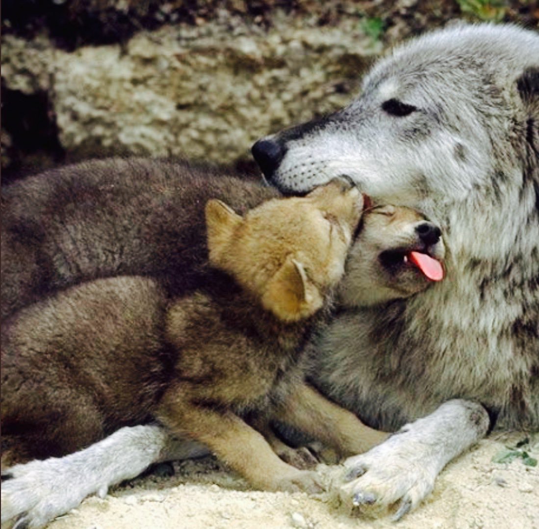 Карл Брендерс картины