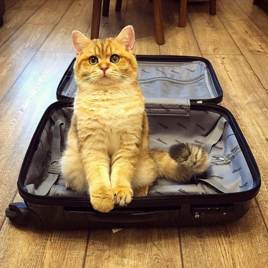 Кошка с чемоданом
