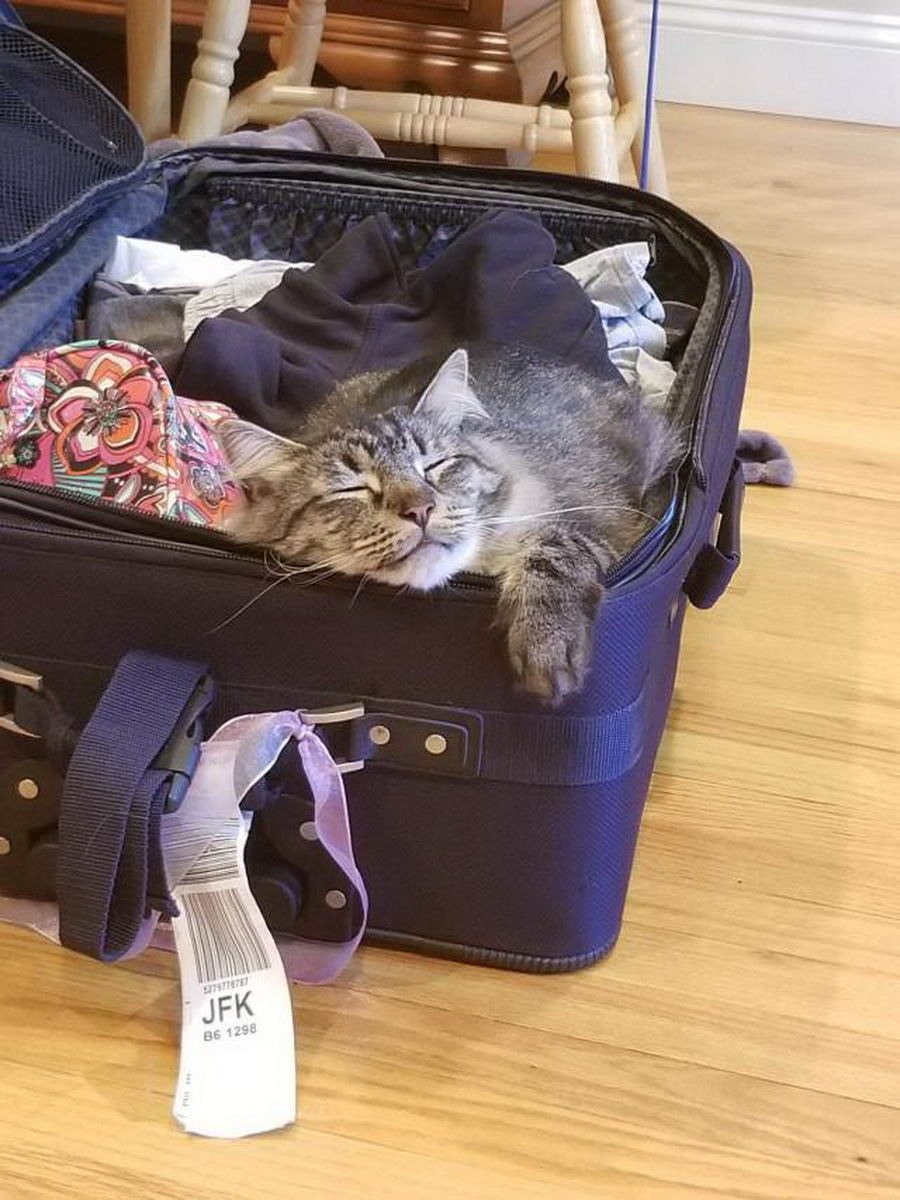 Чемодан прикол