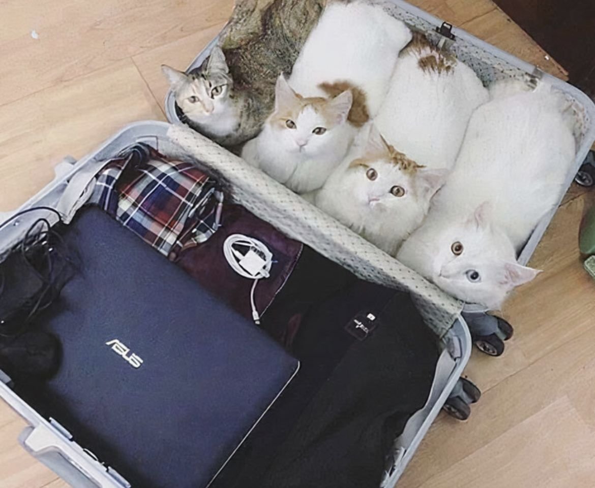 Смешной кот в чемодане