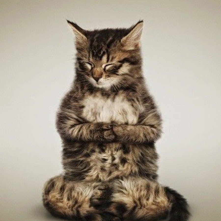 Кот в медитации