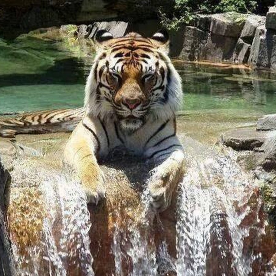 Тигр у водопада