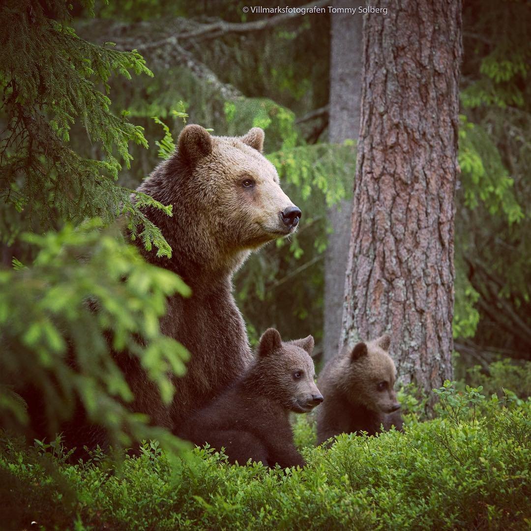 Три медведя Картун нетворк