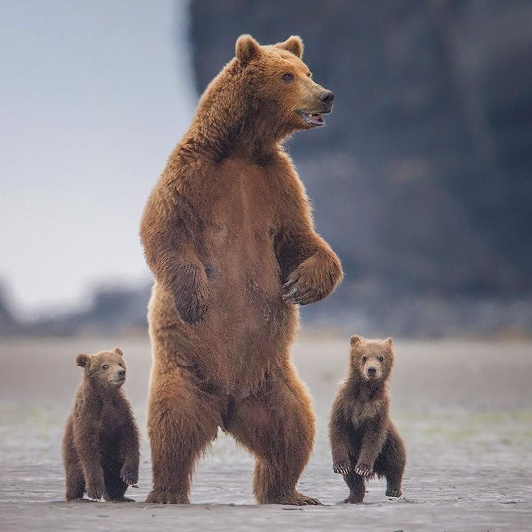 Плюшевые мишки обнимаются