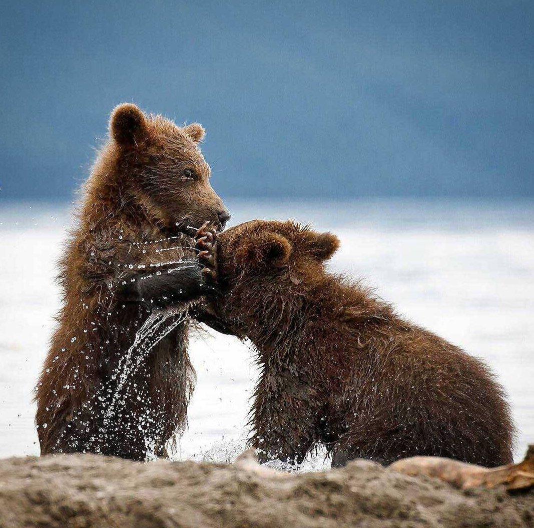 Курильское озеро Камчатка медведи