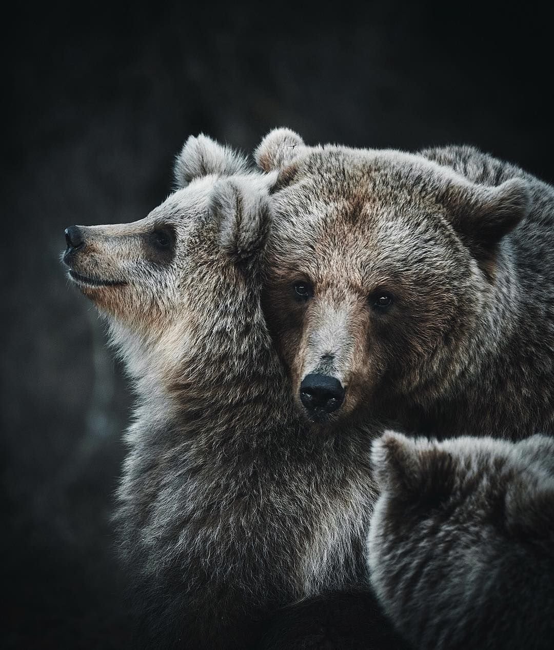 Три медведя Панда бурый и белый