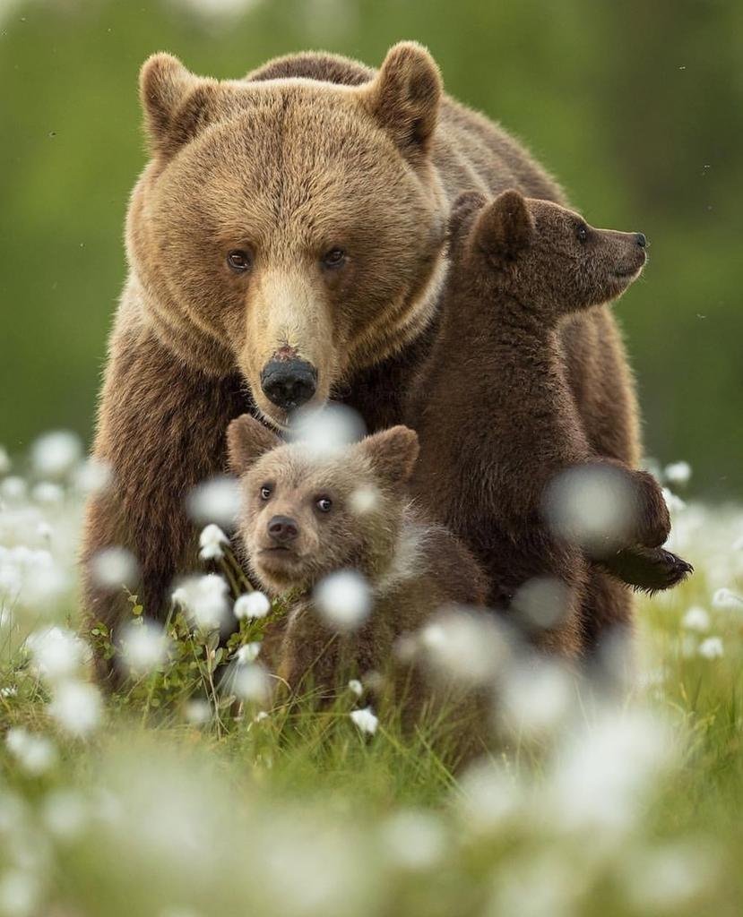 Гризли Панда и белый медведь
