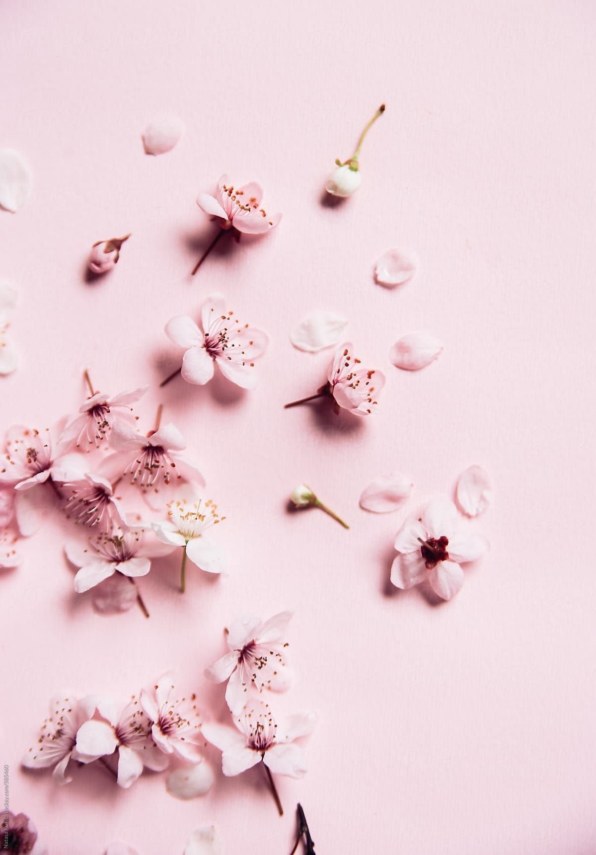 Черри блоссом Эстетика