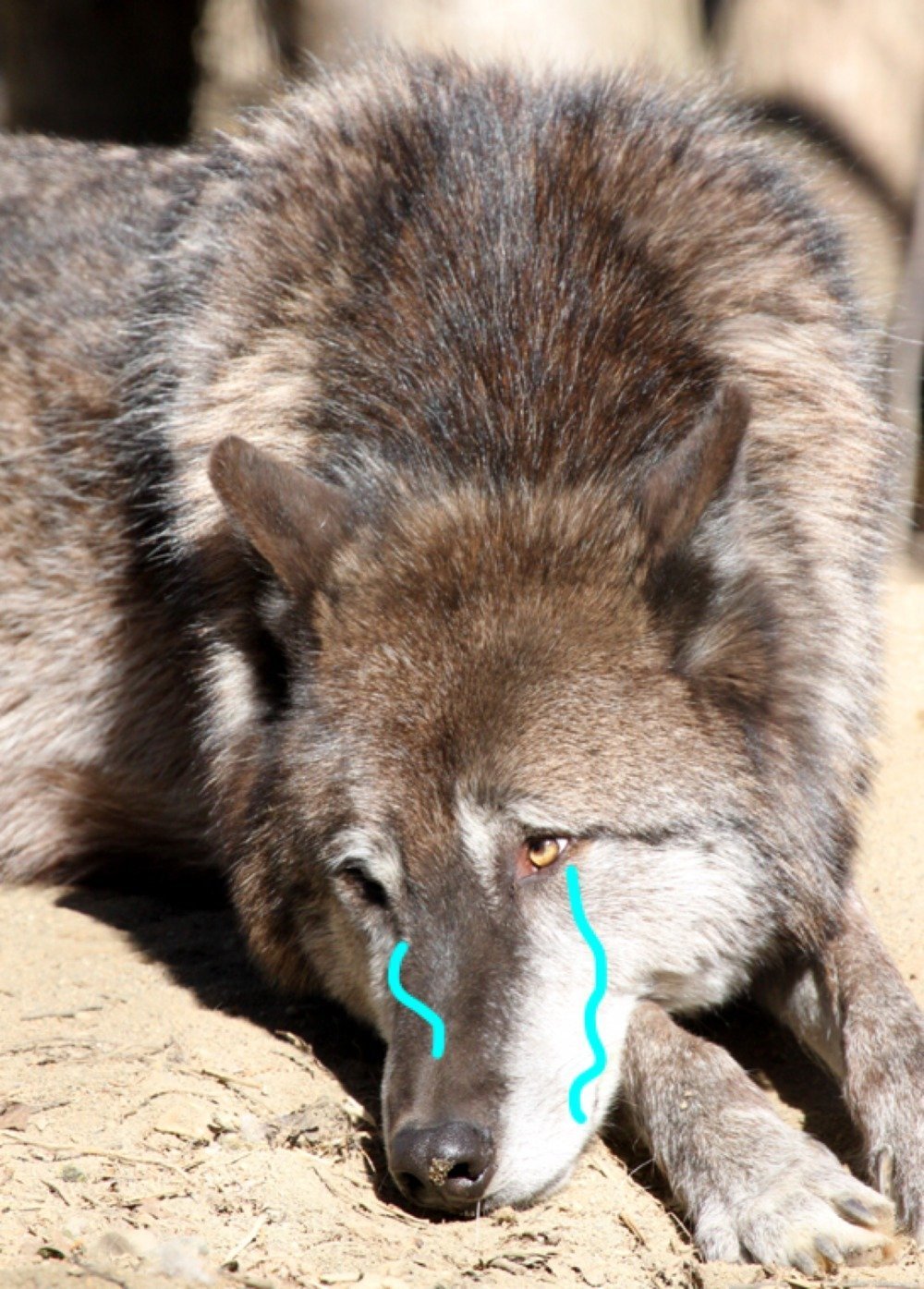 Плачущий волк