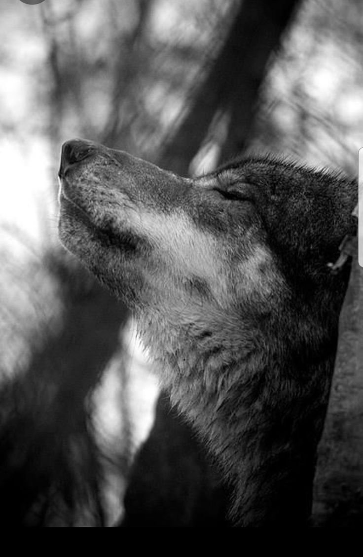 Одиночество волк