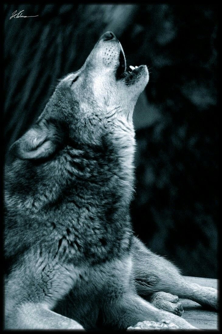 Печальный волк