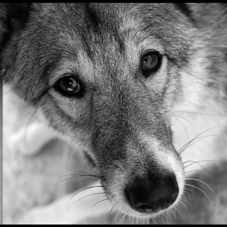 Грустные цитаты с волками