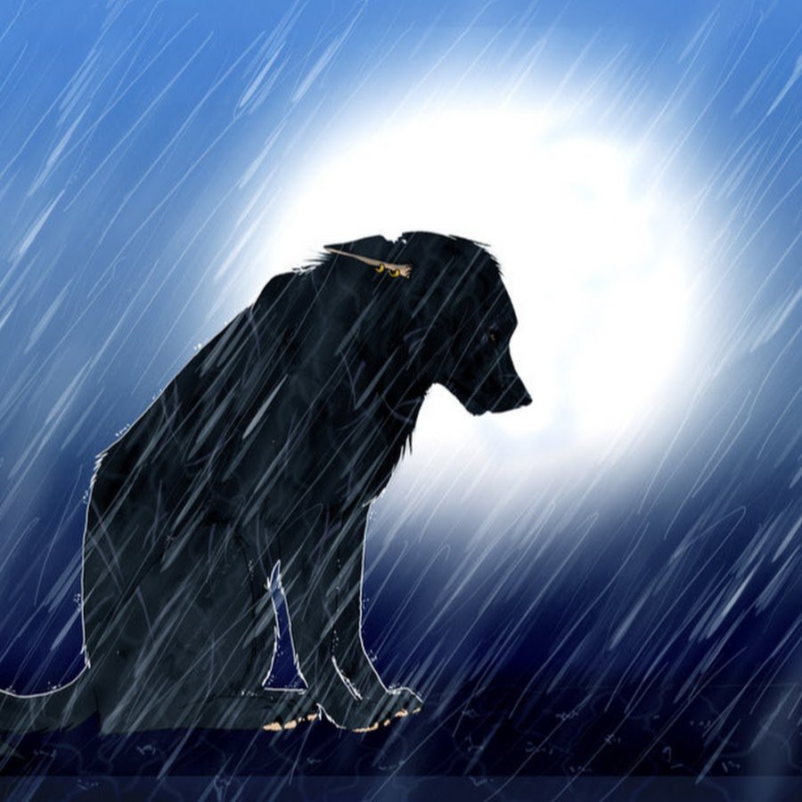 Грустный волк одиночка на скале