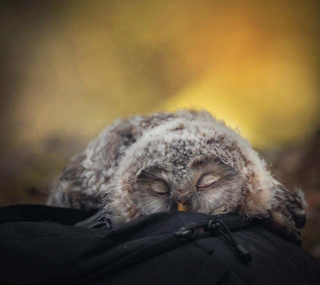 Совы Инги Измайловой