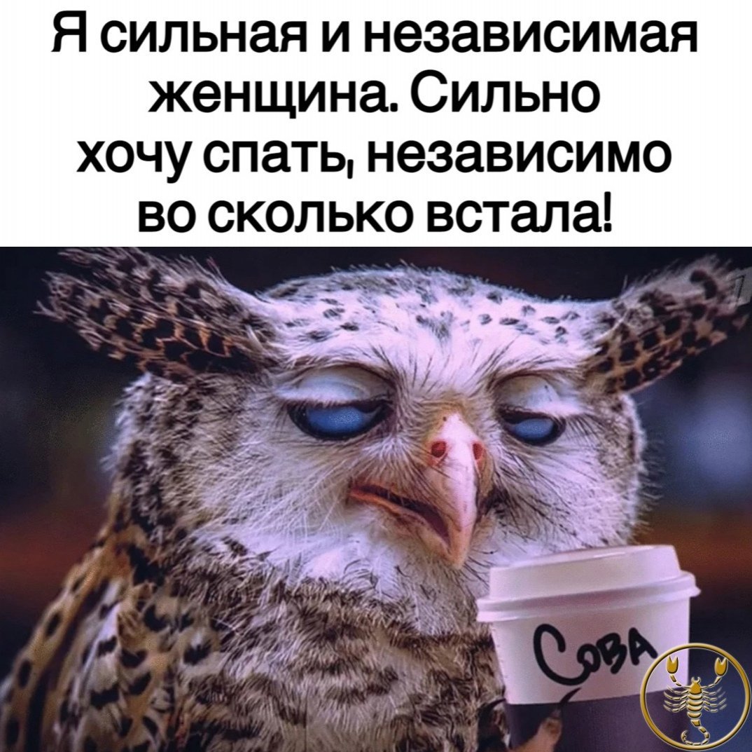 Сонная Сова