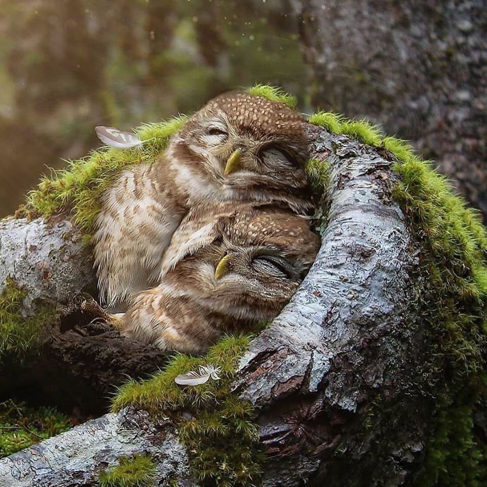 Невыспавшаяся Сова