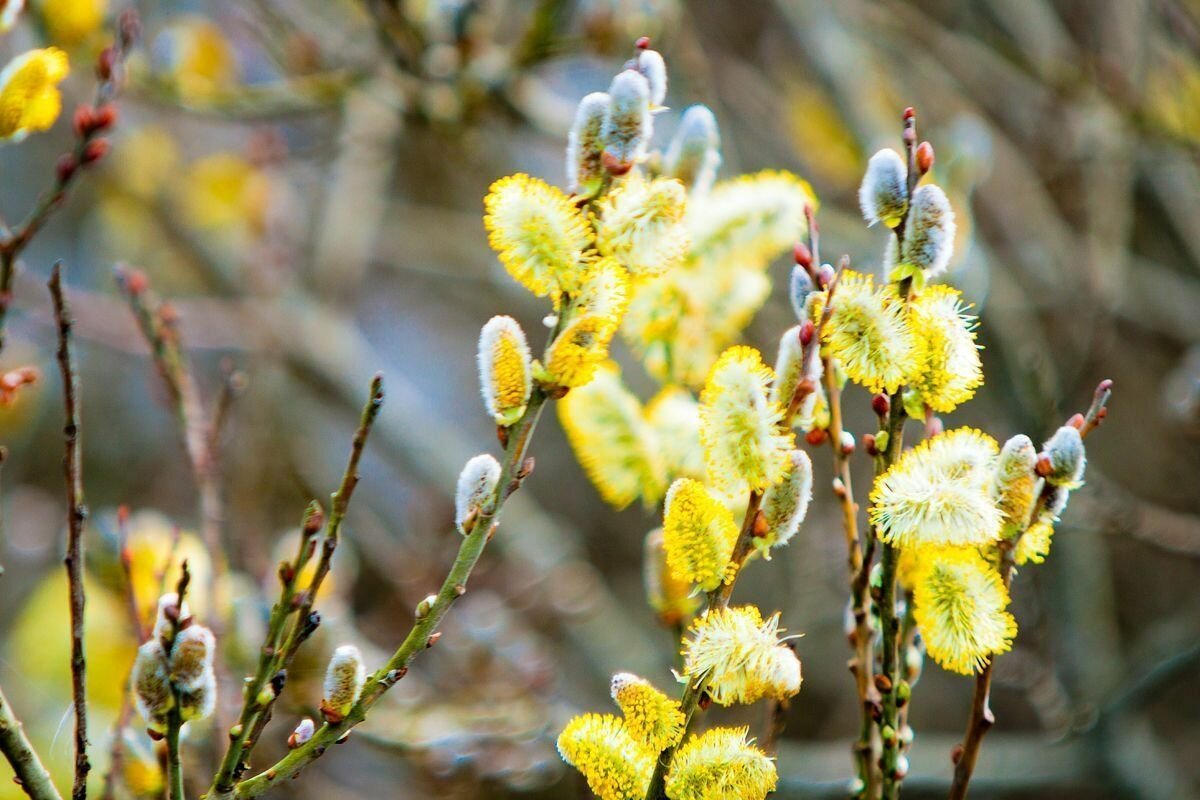 Апрель природа