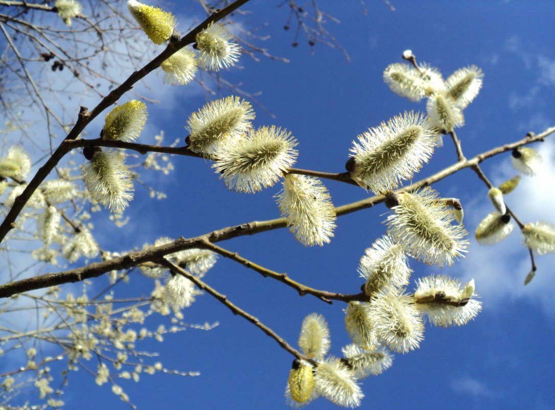 Апрель природа