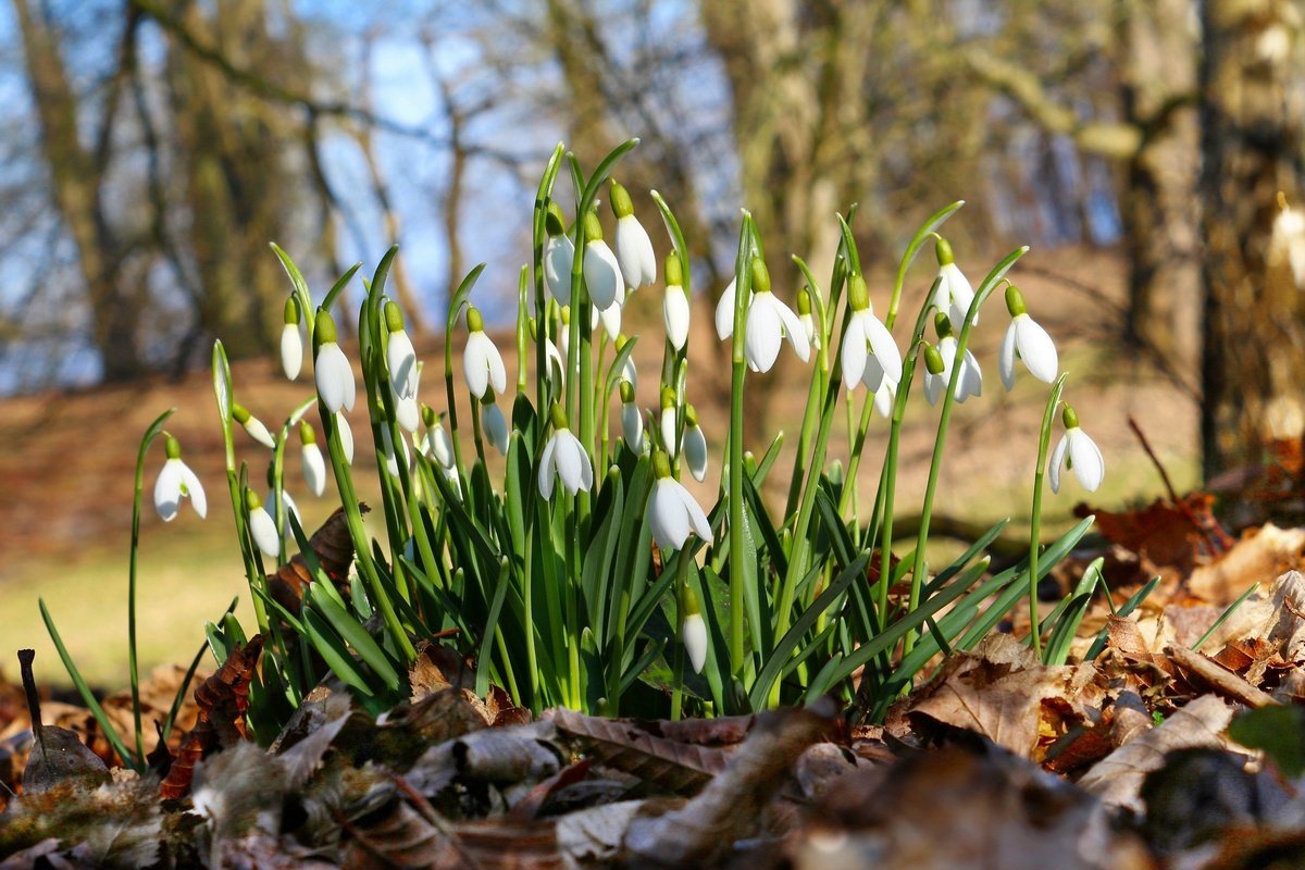 Весна апрель