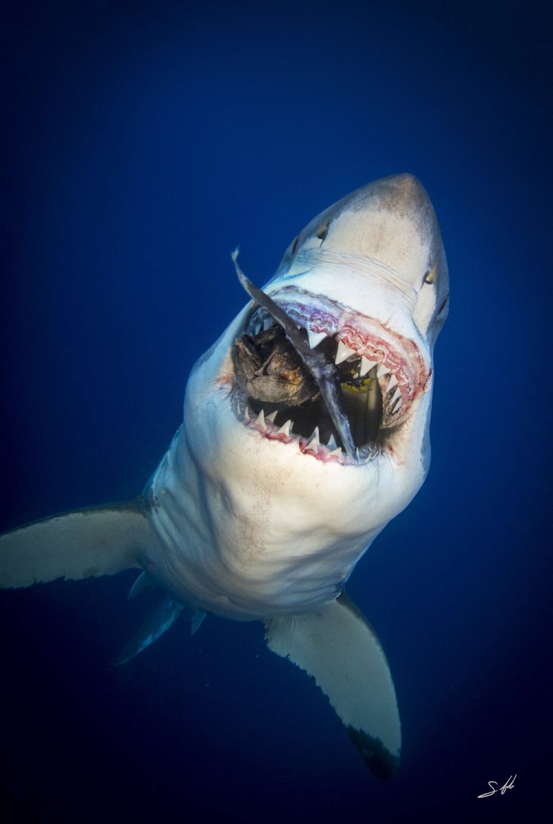 Самая опасная акула в мире