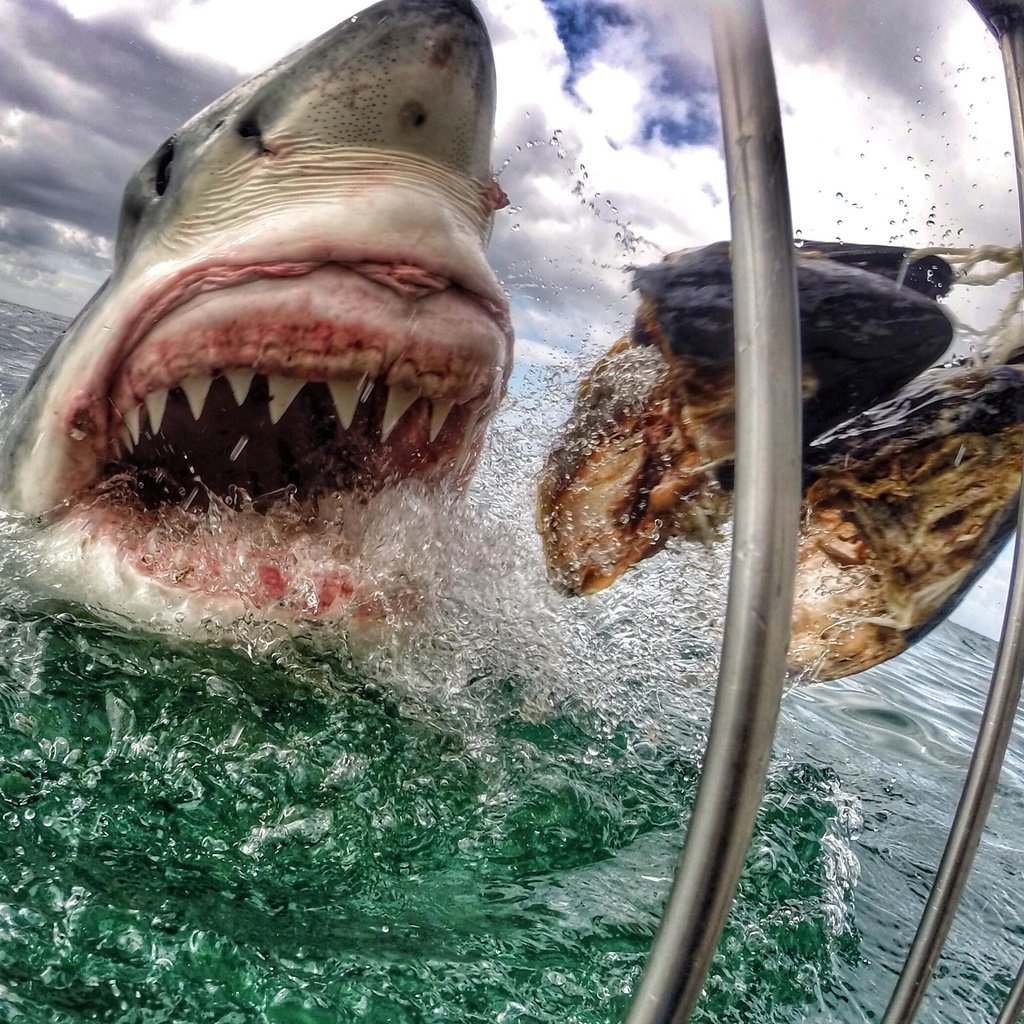 Самая опасная акула в мире