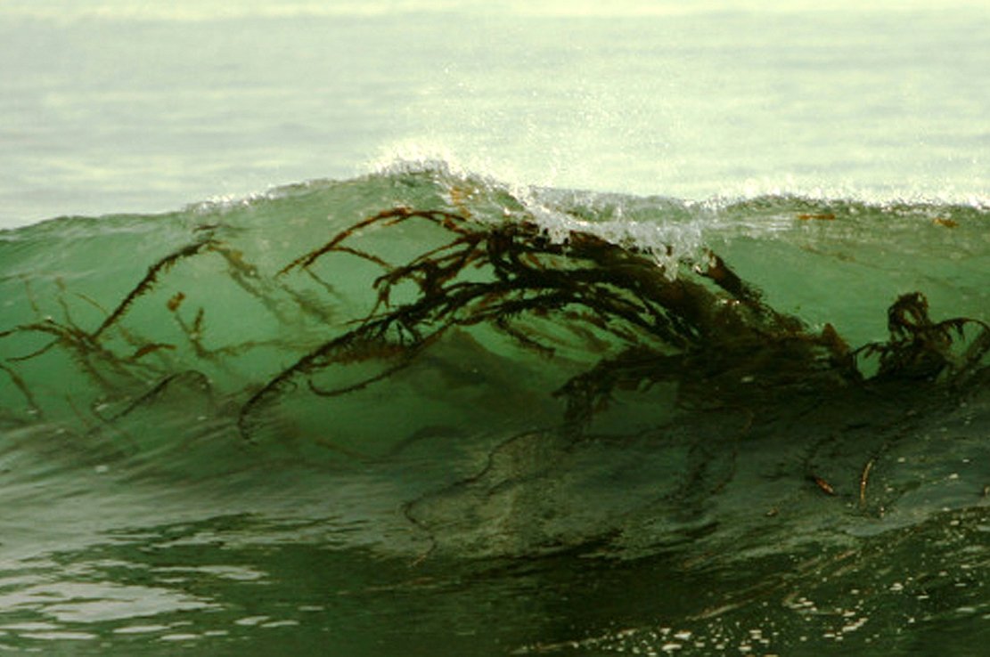 Страшные водоросли в волнах