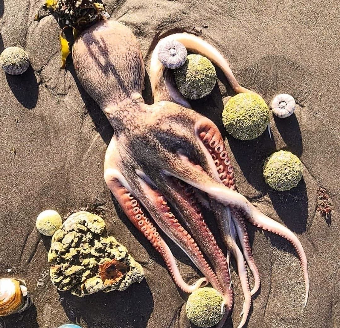 Экологическая катастрофа на Камчатке 2020