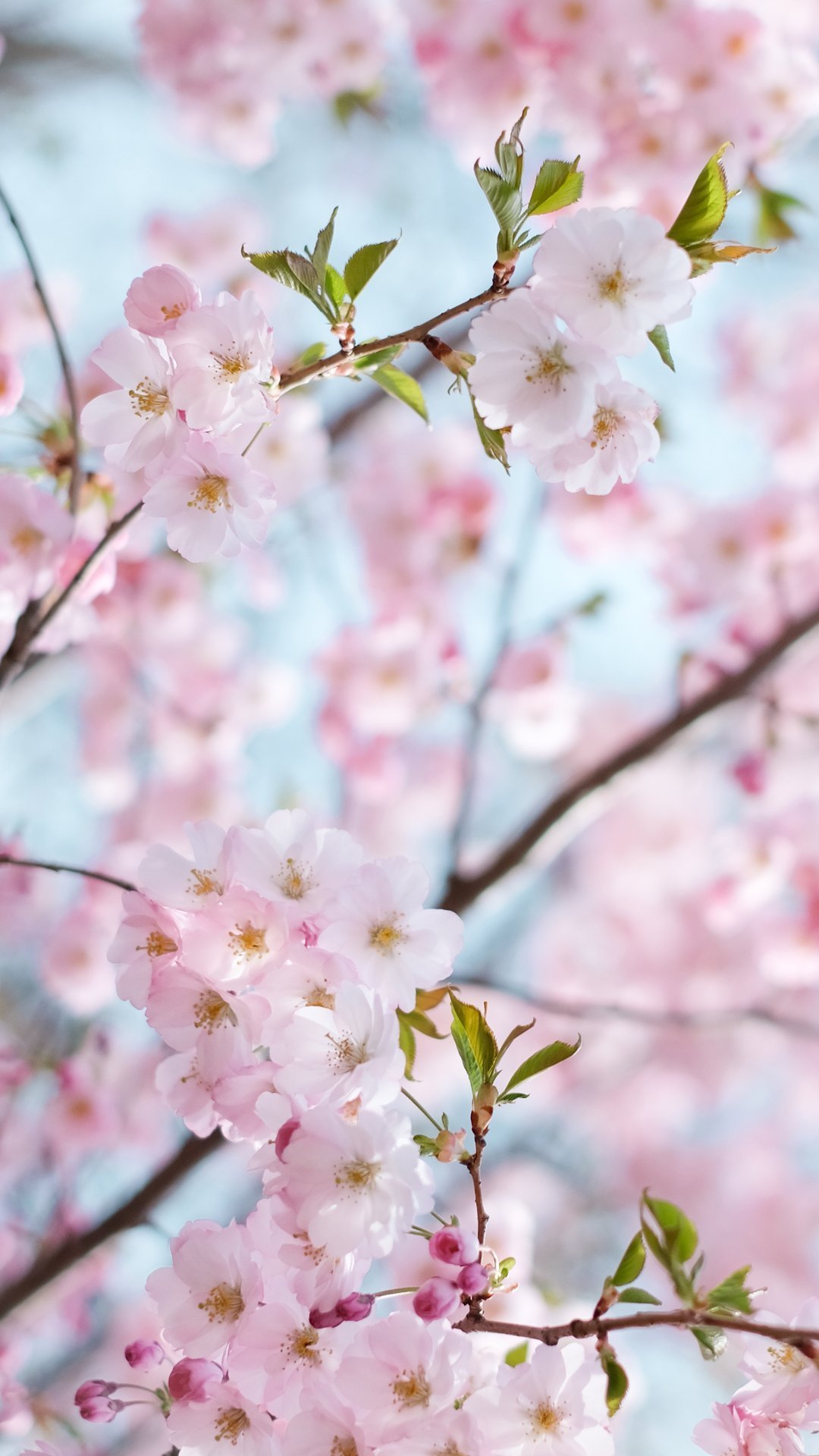 Яблоня черри блоссом