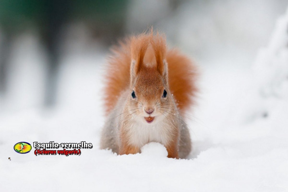 Белочка в снегу