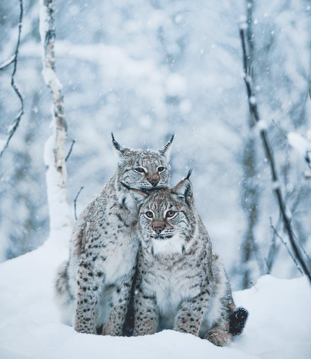 Животные зимой