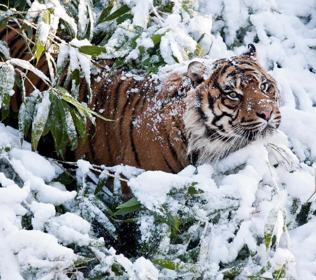 Уссурийский тигр зимой