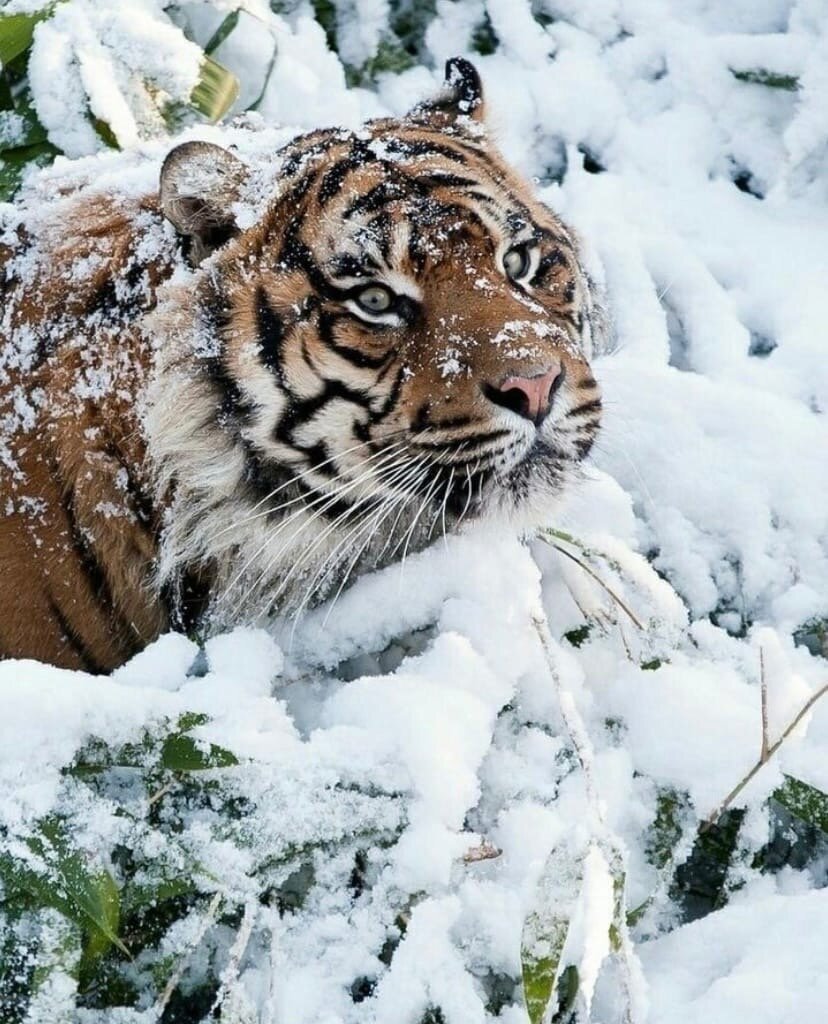 Зима животные