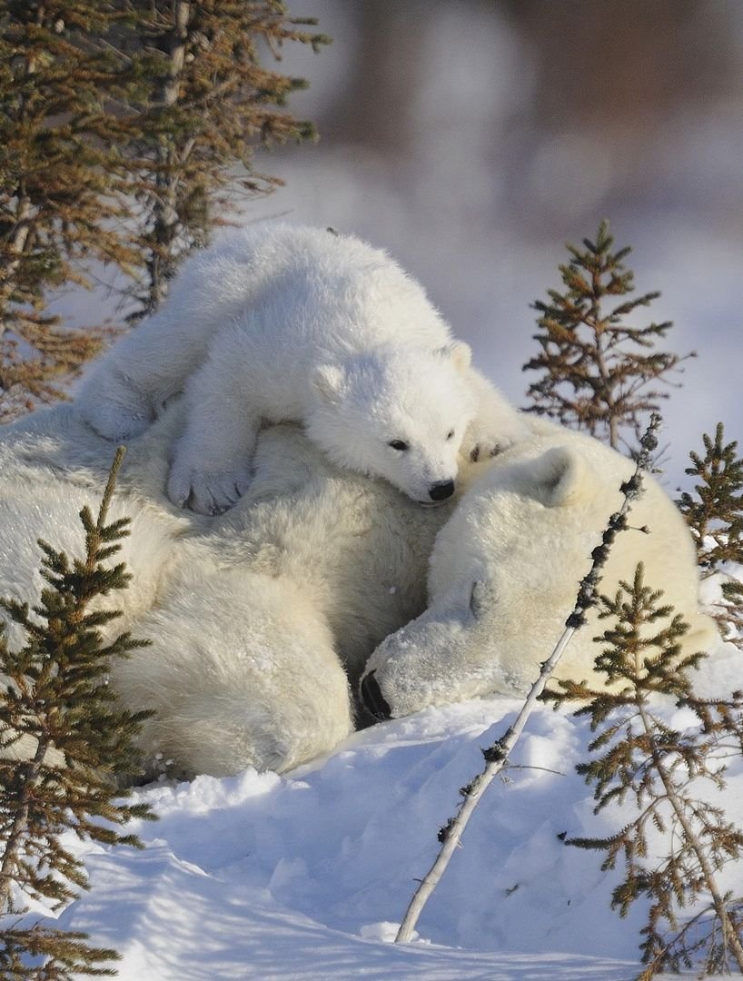 Зимние животные