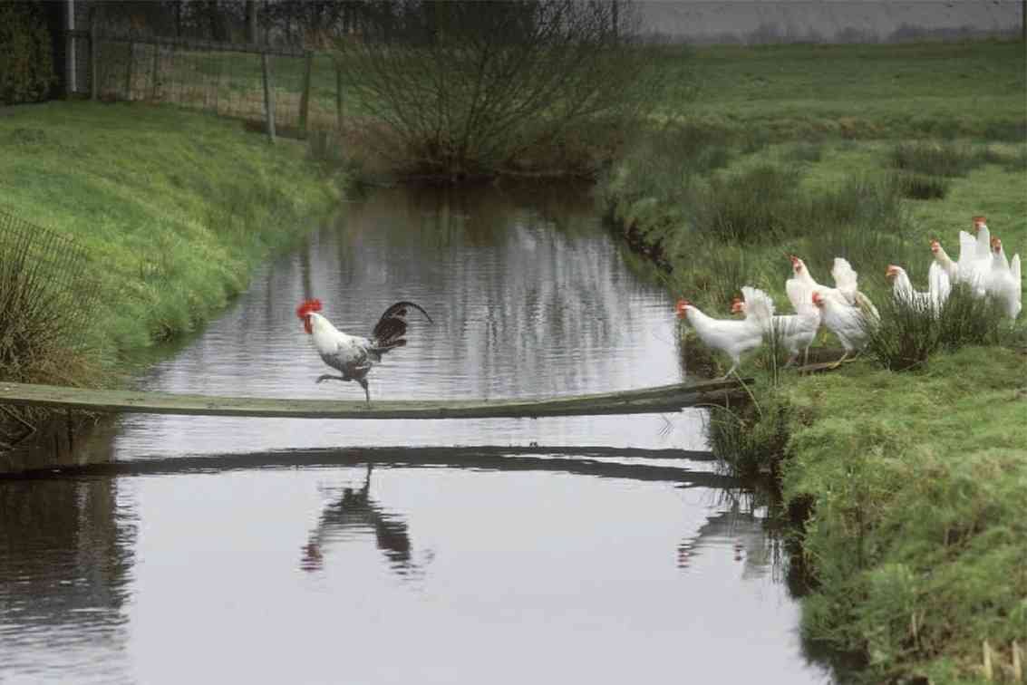 Для самых маленьких. Волк и семеро козлят