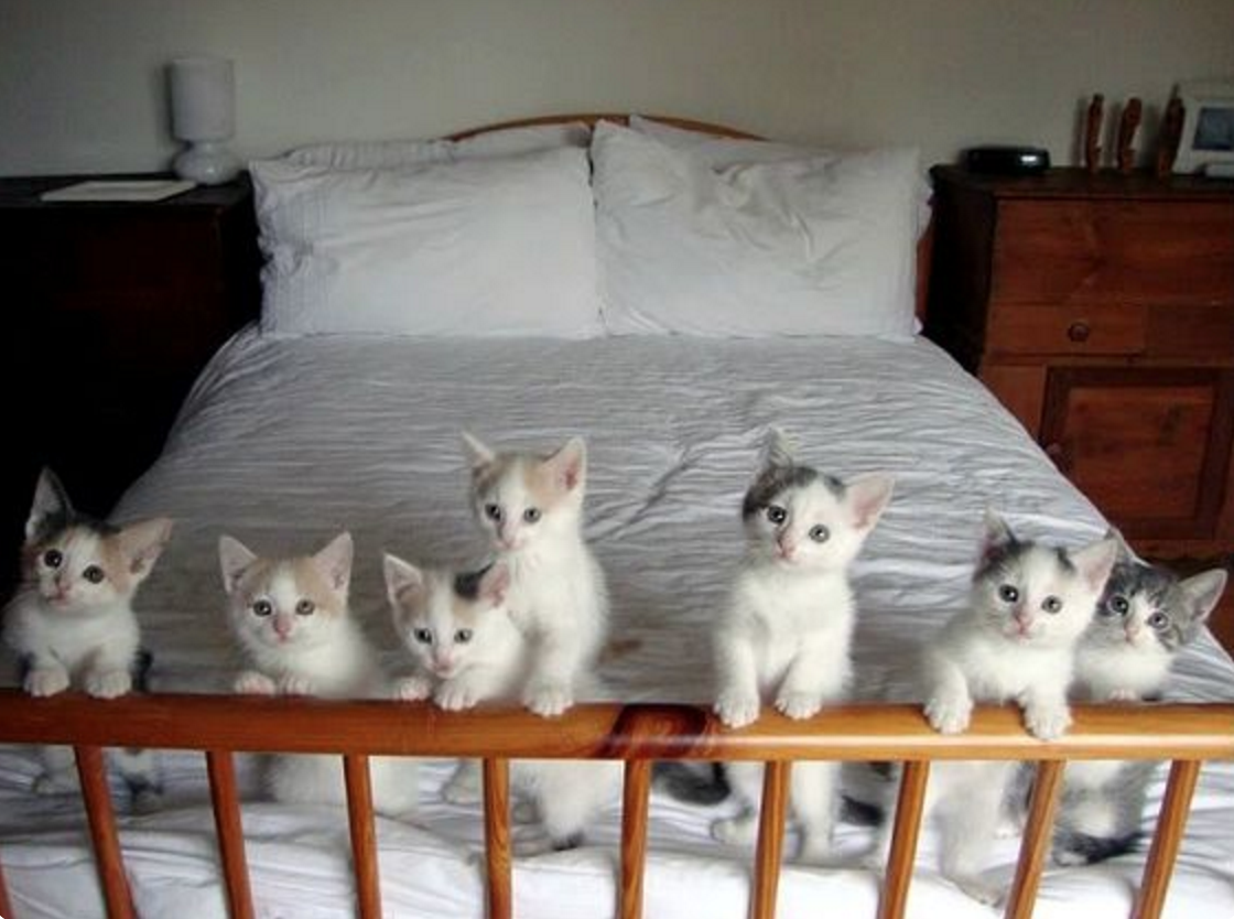 Английская художница Berni Parker